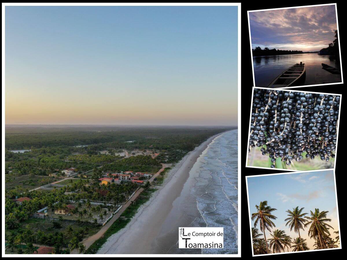 Baie d'açai en poudre crue